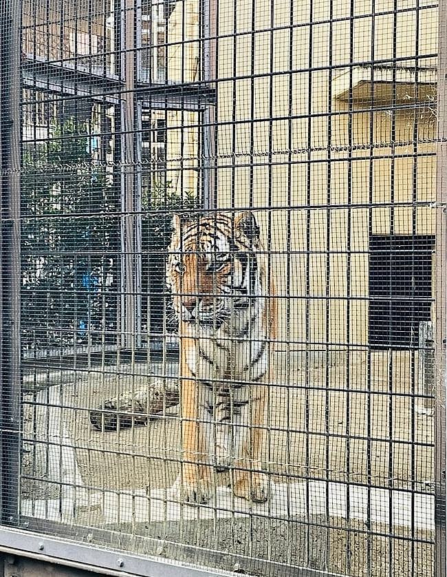 动物园里的老虎一直在嗷嗷叫，于是就试着用猫语翻译器翻译了一下…… - 1