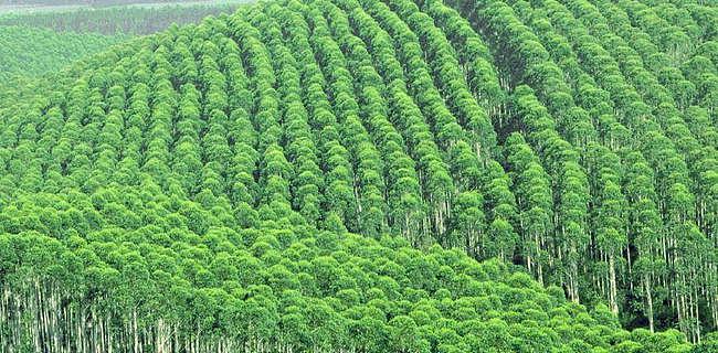 中国最该禁的两种树，一个引发很多疾病，一个毁了7000万亩土地 - 5