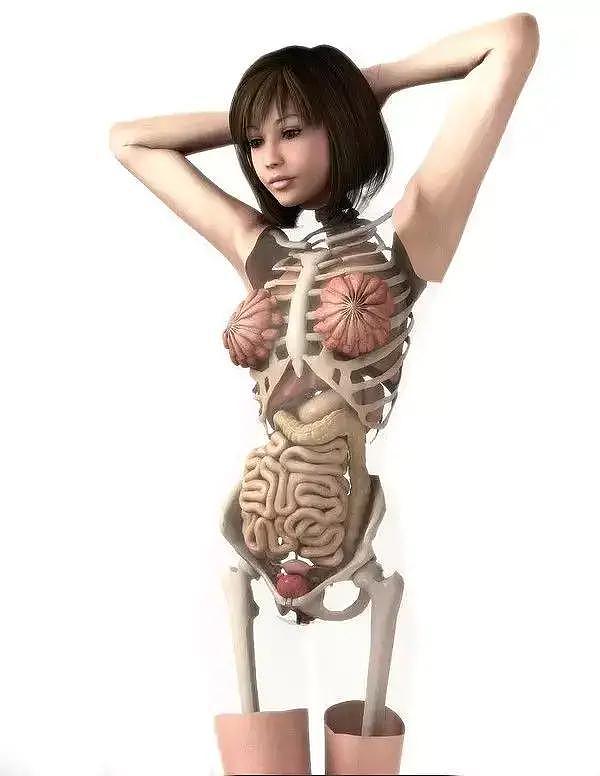 图谱｜日本医学女性人体解剖图3D - 3