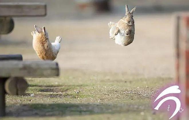兔兔打起架来能有多可爱？在摄影师的镜头里都能看见哦！ - 4