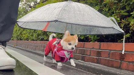 狗子出门散步，主人怕它淋湿，于是这样保护着！ - 2