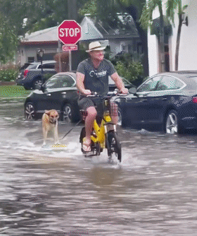 暴雨淹没街道，正发愁怎么出门时...看到一只狗在冲浪？ - 8