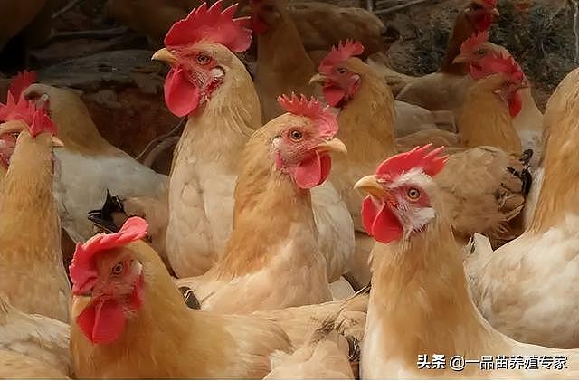 毛鸡月度上涨15%，鸡苗上涨166%，这两个因素决定了鸡价未来走势 - 1