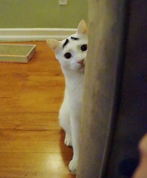 网友拍到两天生八字眉的猫，一副看起来很不开心的样子~囧！ - 4