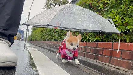 狗子出门散步，主人怕它淋湿，于是这样保护着！ - 4