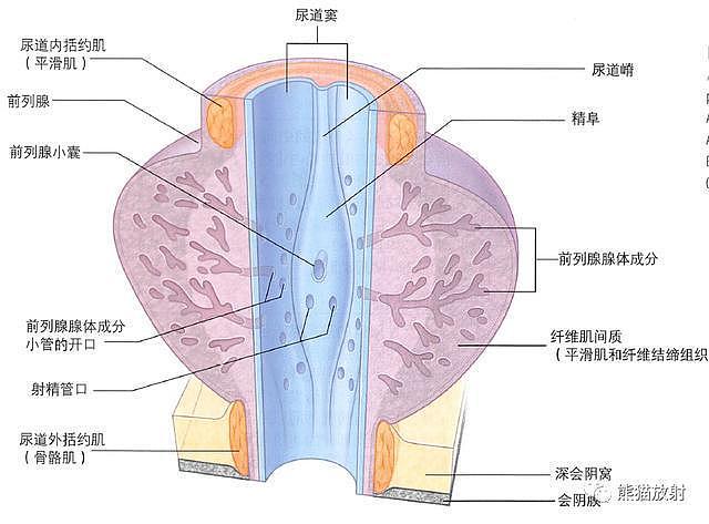 解剖丨膀胱、前列腺、尿道、生殖系统 - 8
