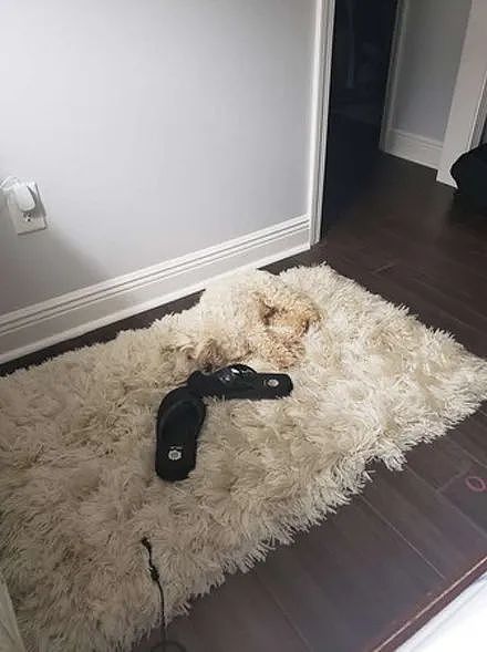 主人新买了一个地毯，结果狗子躺进去秒隐身，主人：每次都怕踩到 - 2