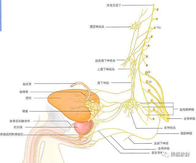 解剖丨膀胱、前列腺、尿道、生殖系统 - 6