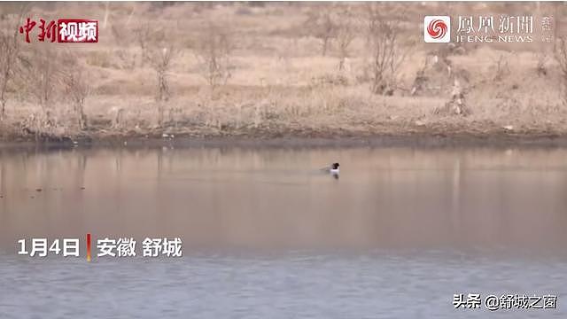 舒城杭埠河惊现“鸟中大熊猫”！太罕见了 - 1