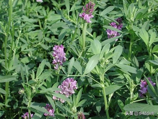 紫花苜蓿亩产5吨，种植1次可以连续收割10年，被誉为“牧草之王” - 5