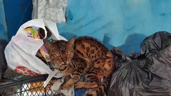 身价不菲的孟加拉豹猫，沦落到以垃圾为食，品种猫为什么会流浪？ - 1