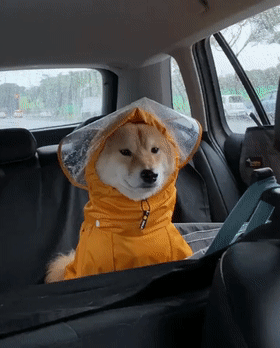 “妈妈给买了个破雨衣，狗子却敢怒不敢言...”哈哈哈哈哈哈 - 1