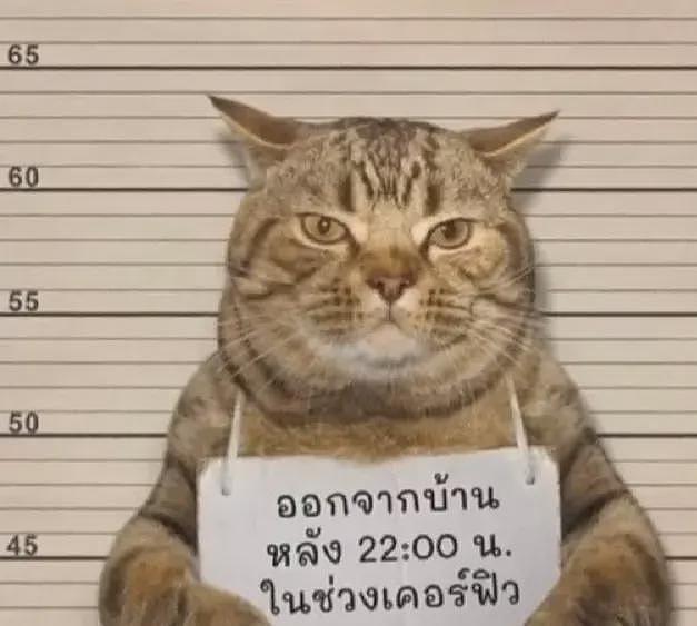 泰国警方逮捕了一只违反禁令外出的猫！简直太有画面感了... - 54