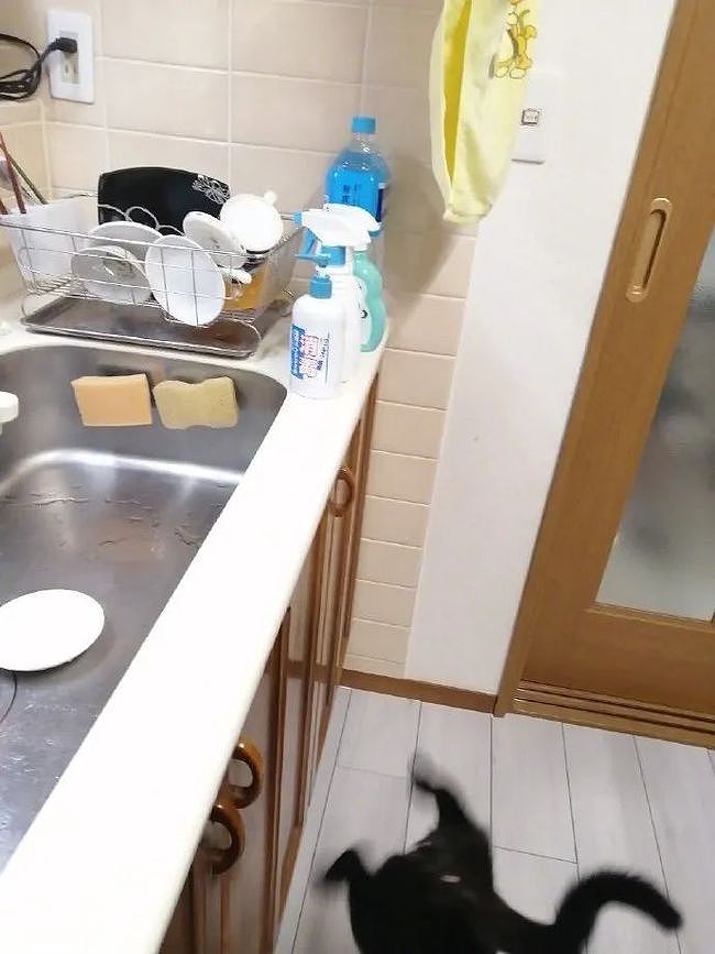 洗碗时猫非要过来看，结果一不小心，它滑倒了，刚好被拍下！ - 2