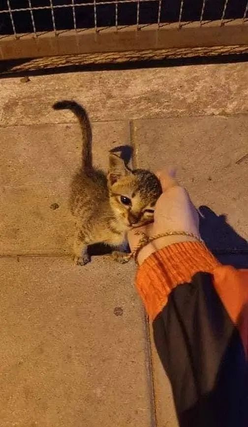 在街上遇到一只小流浪猫，它的举动好乖，瞬间决定把它拐回家！ - 2