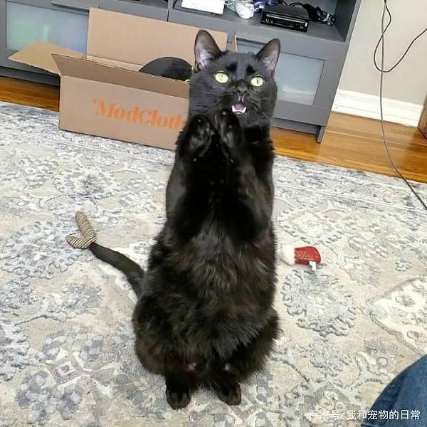 这只聪明的黑猫只要有所求，就会做出某一种动作引人注意！ - 4