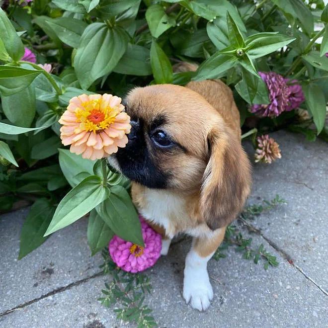 一只狗可以有多浪漫？它坚持要闻自己遇到的每一朵花... - 2