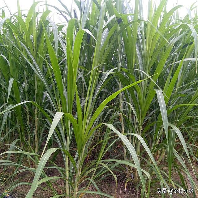 搞养殖先种草，皇竹草号称“饲草之王”，亩产达30吨 - 5