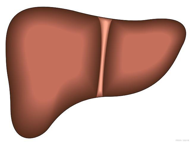 患上肝脏疾病，日常该如何“养”？总结4点建议，不妨听听 - 1