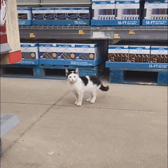 网友在超市逛着逛着，竟意外收获一只流浪猫，购物满额送猫？ - 2