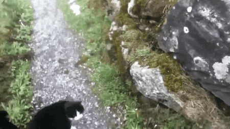 游客在瑞士登山迷路，靠一只热心猫咪的指路，安全回到村庄 - 4