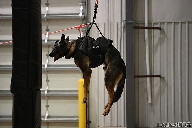 军犬为何被一次次吊起？即将进行直升机搭乘训练 还需要循序渐进 - 1