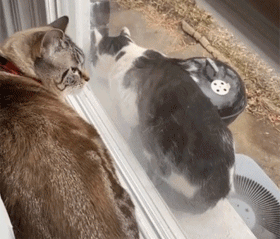 猫每天来擦玻璃，半年后获得长期饭碗！ - 3