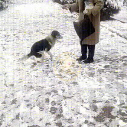 冰天雪地里站着走路的流浪狗，被路人嫌弃取笑，背后真相让人心疼 - 3
