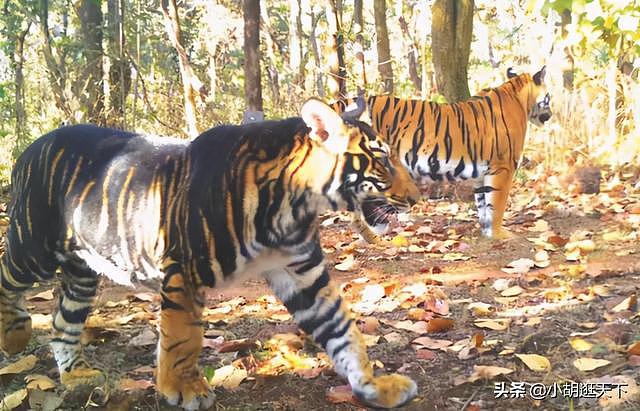 世界上真的有黑虎吗？印度孟加拉虎出现黑色变种，难得一见 - 4