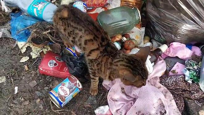身价不菲的孟加拉豹猫，沦落到以垃圾为食，品种猫为什么会流浪？ - 2