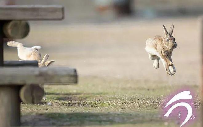 兔兔打起架来能有多可爱？在摄影师的镜头里都能看见哦！ - 6