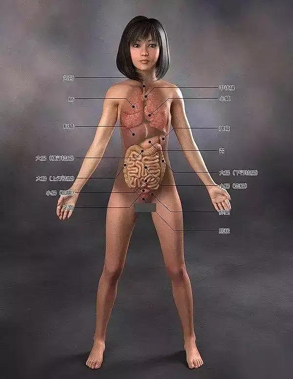 图谱｜日本医学女性人体解剖图3D - 13
