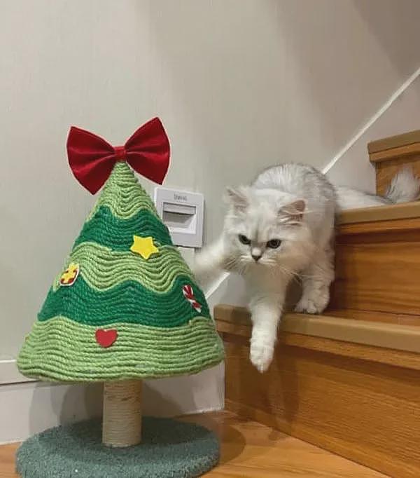 圣诞快到了，用废弃物品给猫做了个圣诞树猫抓板，猫很喜欢！ - 6