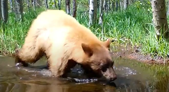 摄像机在野外拍到一头熊，它竟然正在……给自己的玩具熊洗澡！ - 2