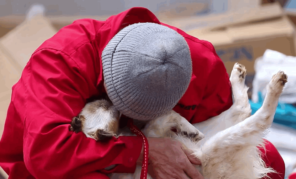 生而为僧的生命践行｜上海古寺让9000只猫狗有了家，如今因疫情断粮急需支援！ - 9
