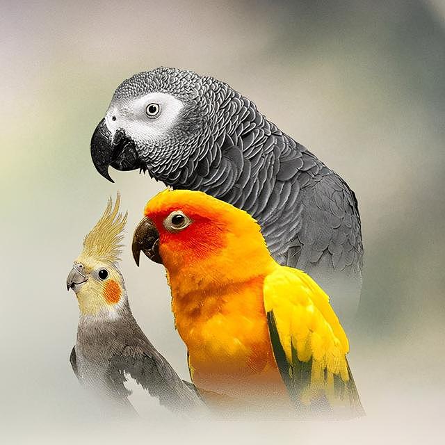 动物专家亲手重造鸟喙，巴西受伤鹦鹉重获新生 - 1