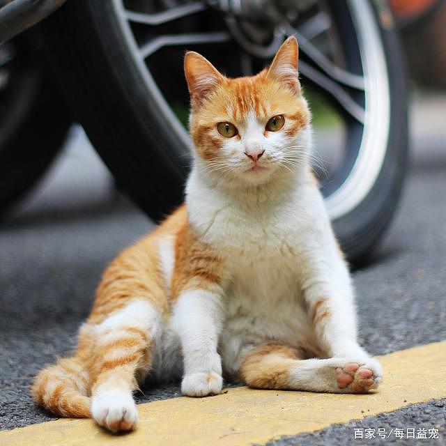 一只平平无奇的橘猫，身上竟藏着7个“世界之最”，你不知道吧！ - 8