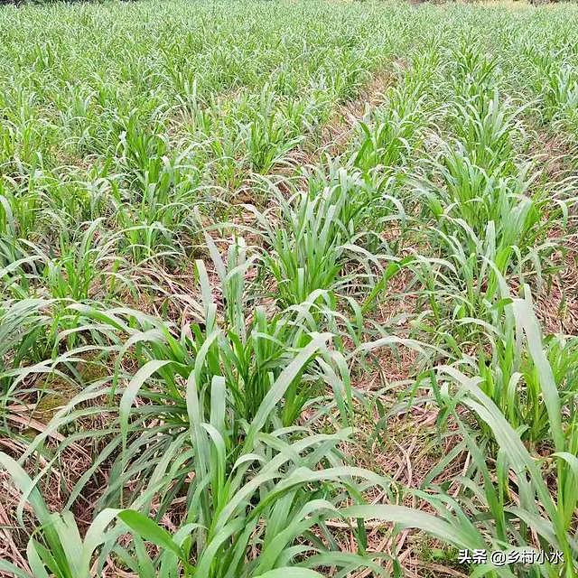 搞养殖先种草，皇竹草号称“饲草之王”，亩产达30吨 - 7