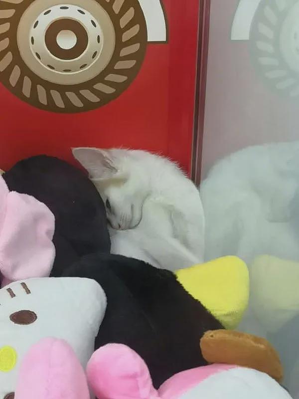 夹玩偶时，看到有只猫睡在里面，还睡得挺香！ - 6