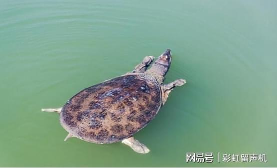 1965年，黄河曾捞出一只“巨龟”，网传有3层楼高，真相如何？ - 1