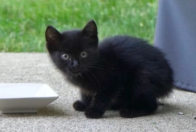 害羞小黑猫每天来吃饭却不进门，有次终于大胆走进家门求收编…… - 2