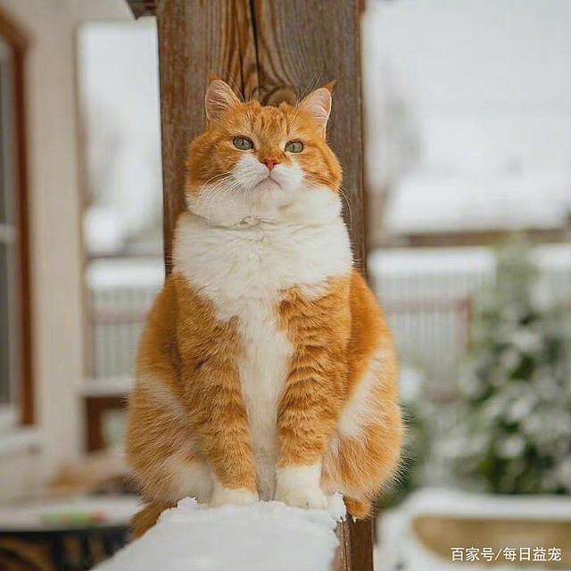 一只平平无奇的橘猫，身上竟藏着7个“世界之最”，你不知道吧！ - 6