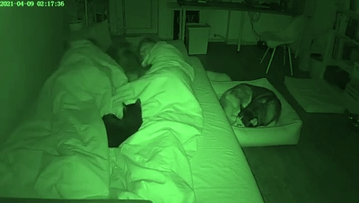 装了监控才发现，多狗多猫的家庭连睡个觉都能这么精彩！ - 2