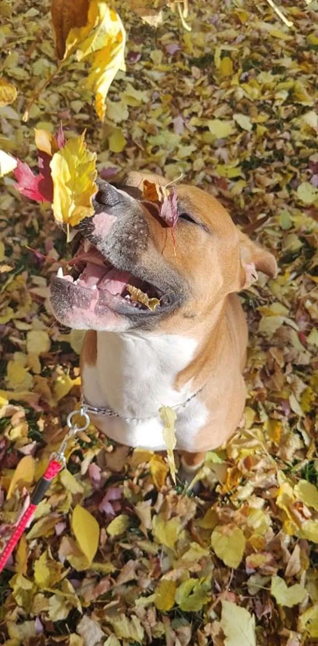 本想给狗子拍美美的秋景照，可看到实照，网友笑翻！ - 5