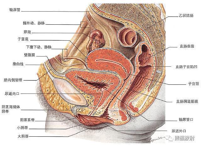 解剖丨膀胱、前列腺、尿道、生殖系统 - 1