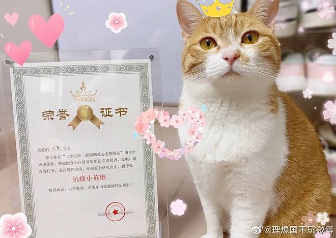 小猫隔离之后获得了一张荣誉证书——抗疫小英雄！ - 4