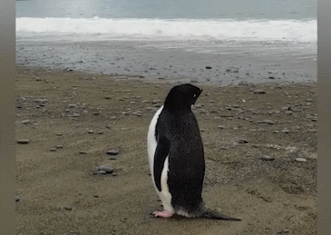 史上最倒霉路痴企鹅，竟从南极迷路到新西兰，离家3000公里！ - 9