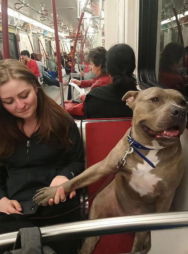 坐地铁时偶遇路霸，乘客见它就乖乖收脚...哈哈哈哈是真的很霸道！ - 13