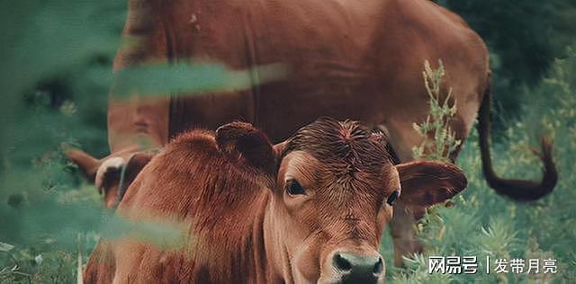 大规模野牛群在西沙东岛出现，是日本人带来的？从牛粪中看出答案 - 6