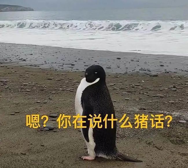 史上最倒霉路痴企鹅，竟从南极迷路到新西兰，离家3000公里！ - 16